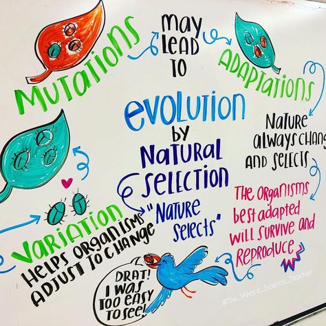 Rachael M.Ed on Instagram: “Natural Selection can be difficult for students to grasp. Visuals are key for teaching evolution! We have looked at a few examples already…” Biology Anchor Charts, Life Science Middle School, Biology For Kids, Biology Activity, Middle School Science Classroom, Science Anchor Charts, Biology Worksheet, Science Classroom Decorations, Middle School Science Teacher