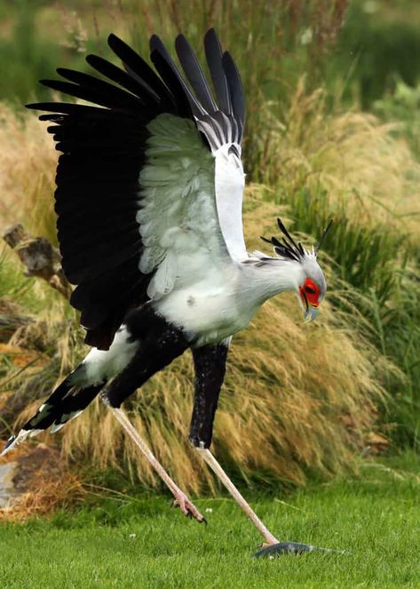 25 Secretary Bird Facts (Sagittarius serpentarius) Africa's Snake Stomper The Secretary Bird, Secretary Bird Oc, Secretary Bird Character, Secretary Birds, Sagittarius Serpentarius, Burung Kakatua, Secretary Bird, Bird Facts, Petit Tattoo