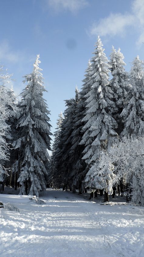 Winter in Belgium Brussels Belgium Winter, Belgium In Winter, Belgium Winter, Versailles Winter, Winter In Belgium, Belgium Aesthetic, Belgium Nature, Bluebell Forest Belgium, Winter Magic