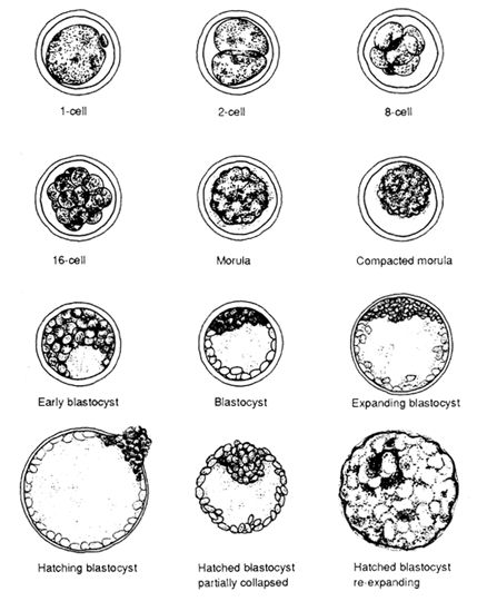 Embryo stages Ivf Calendar, Female Reproductive System Anatomy, Lets Make A Baby, Embryonic Development, Human Embryo, Stages Of Development, Ivf Pregnancy, Medication Organization, Ivf Baby