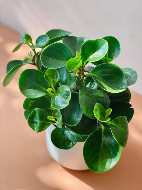 How to Grow Baby Rubber Plant | Peperomia obtusifolia Care | Balcony Garden Web Rubber Plant Care, Baby Rubber Plant, Peperomia Obtusifolia, Macrame Planter, Rubber Plant, Plant Information, Evergreen Plants, New Roots, Liquid Fertilizer