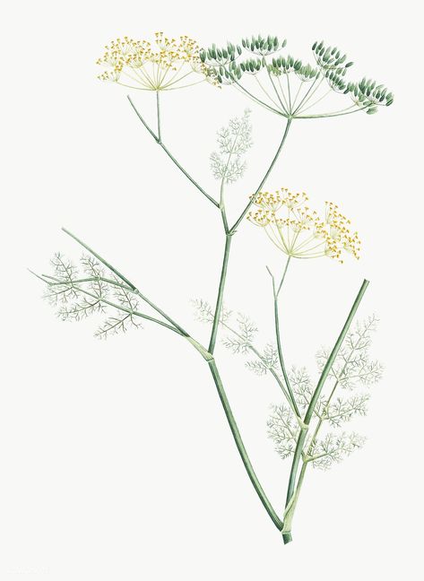 Fennel Illustration, Herbs Drawing, Wren Tattoo, Fennel Flower, Yellow Illustration, Botanical Background, Zestaw Ikon, Plant Vector, Plum Flowers