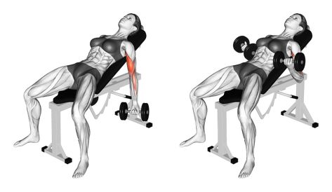 The incline dumbbell curl is a beneficial exercise with the torso at an incline angle, which increases difficulty leading to comparatively greater results. #dumbbellcurls #inclinedumbbellcurl #biceps #preachercurl #bodybuilding #strengthtraining Incline Dumbell Curl, Seated Dumbbell Shoulder Press, Arm Exercises With Weights, Gym Hacks, Bench Press Workout, Chest And Tricep Workout, Workout Female, Db Curl, Dumbbell Bicep Curl