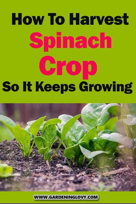 How to harvest spinach without killing the plant, how to grow spinach in pots, how to harvest spinach seeds, spinach bolting, how to harvest lettuce, and how to harvest and store spinach. If you have the above questions, then stay tuned and read out this article Harvesting Spinach Leaves, How To Harvest Spinach, Spinach Growing, Harvest Lettuce, How To Grow Spinach, Grow Spinach, Planting Lettuce, How To Harvest Lettuce, How To Make Spinach