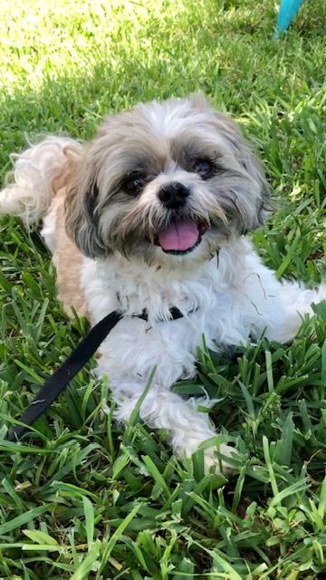 Shih Tzu Rescue, Havanese Puppies For Sale, Shitzu Dogs, Poodle Mix Dogs, Chien Shih Tzu, Shitzu Puppies, Denture Adhesive, Dog Poodle, Shih Tzu Puppies