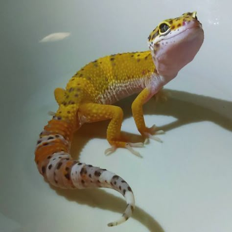 Leopard Gecko Photography, Cute Animal Pfp, Pet Gecko, Leopard Gecko Cute, Paintings Cute, Funny Animal Pics, Animal Pfp, Gecko Terrarium, Cute Gecko