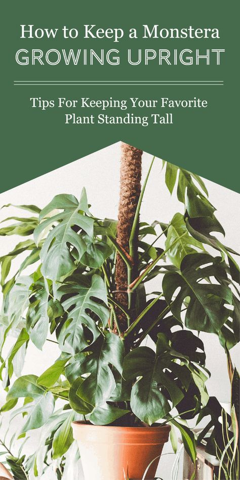 Monstera Deliciosa Moss Pole, Support For Monstera Plant, Monstera Adansonii Trellis Ideas, Monstera With Moss Pole, How To Use A Moss Pole Monstera, Stake Monstera Plant, Monstera Deliciosa Support, How To Tie Up Monstera Plant, Monstera Support Pole Diy