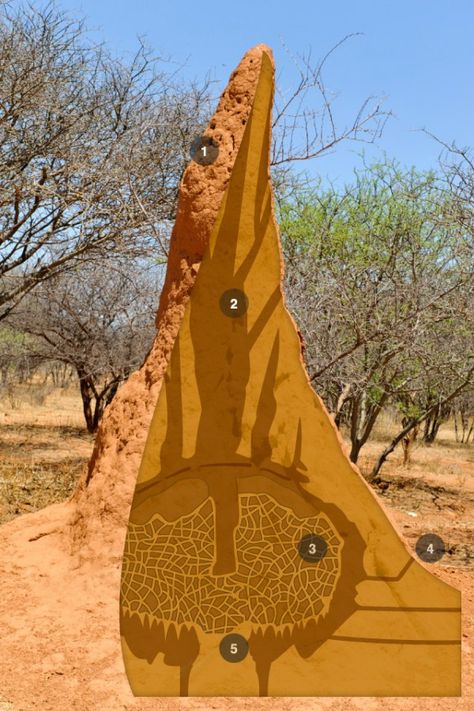 Termites can hold back deserts by creating oases of plant life Wood Termites, Feral Cat House, Insect Hotel, Inside House, Termite Control, Cat Enclosure, Enjoy The Sunshine, Home Building Design, Environmental Issues