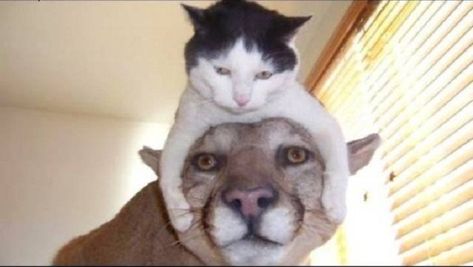 CUTE: The Most Unusual Animal Companionships Unlikely Animal Friends, Unusual Animal Friendships, Animal Friendships, Funny Cat Fails, Funniest Animals, Cat And Dog Videos, Animals Friendship, Dog Bath, Funny Cats And Dogs