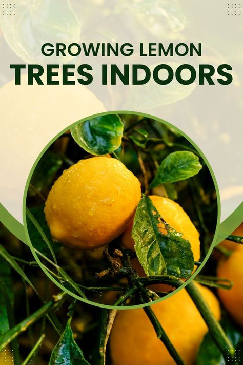 Indoor Lemon Tree, Trees Indoors, Small Fruit Trees, Growing Lemon Trees, Lemon Trees, Growing Tips, Indoor Gardens, Home Vegetable Garden, Fruit Tree