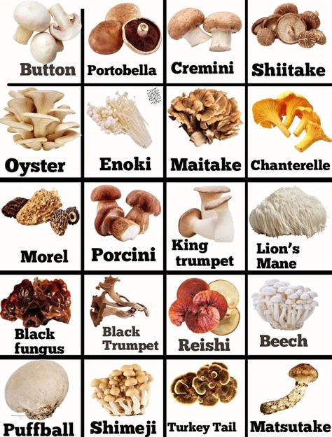 Types Of Edible Mushrooms, Mushroom Types, Mushroom People, Mushroom Varieties, Edible Mushrooms, Game Development, No Cook Meals, Food Ideas, Stuffed Mushrooms