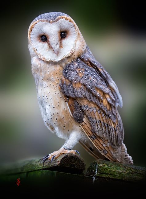 Photo Barn Owl (Tyto alba) by Jean-Claude Sch - Nature Sleeve, Owl Paintings, Owl Carving, Regard Animal, Awesome Owls, Wool Painting, Barn Owls, Owl Photography, Paint Inspo