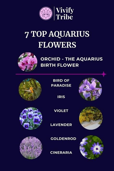 Aquarius Birth Flower, Aquarius Flower, Healing Goddess, Aquarius Personality, Aquarius Traits, Astrology Aquarius, Aquarius Sign, Therapeutic Activities, Flower Guide