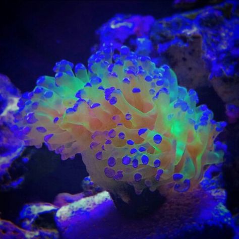 Frogspawn Frogspawn Coral, Coral Reef Aquarium, Reef Tanks, Fresh Water Fish Tank, Water Creatures, Coral Art, Aquarium Tank, Saltwater Fish, Saltwater Tank