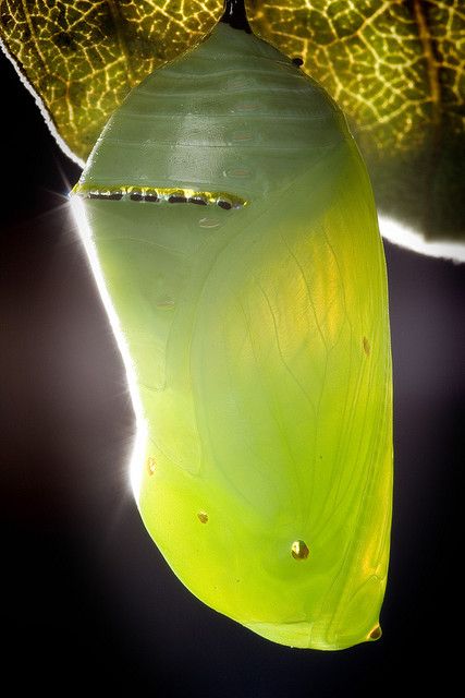 Monarch Chrysalis, Butterfly Pupa, Butterfly Cocoon, Butterfly Chrysalis, Essential Oil Necklace, Essential Oil Necklaces, Moth Caterpillar, Essential Oil Necklace Diffuser, The Monarch