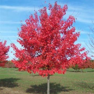 Maple Leaf Images, Amur Maple, Crimson King, Acer Rubrum, Grass Hay, Red Maple Tree, Maple Shade, Specimen Trees, Leaf Images