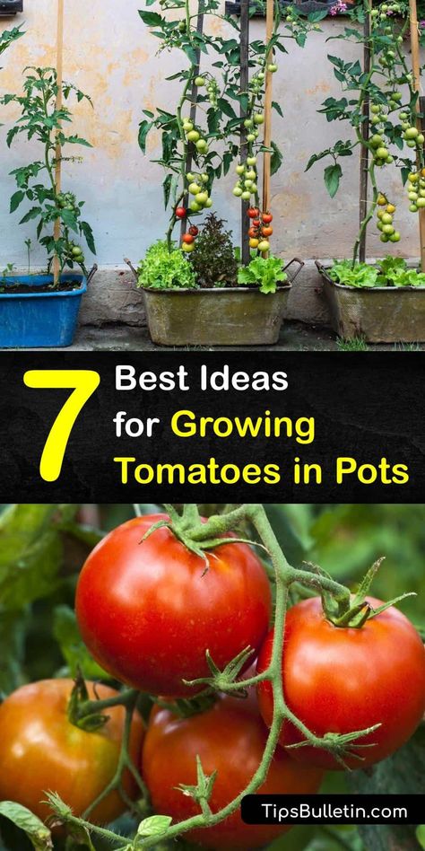 Tanaman Tomat, Growing Cherry Tomatoes, Plantarea Legumelor, Tomatoes Growing, Growing Tomatoes Indoors, Growing Tomatoes From Seed, Tips For Growing Tomatoes, Growing Organic Tomatoes, Growing Tomato Plants