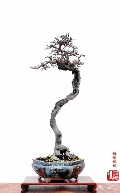 Bonsai Styles, Bonsai Art, Tropical Tree, Pot Designs, Bonsai Tree, Flower Pots, Candle Holders, Candles, Flowers