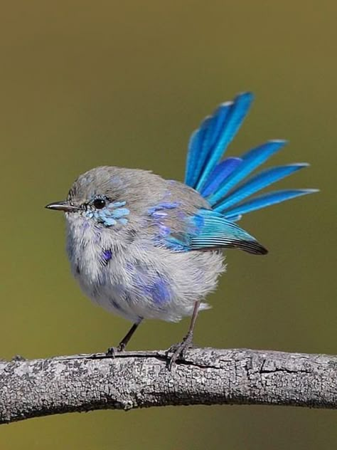 Interesting Birds, Australian Birds, Pretty Animals, Nature Birds, Bird Pictures, All Birds, Pretty Birds, Bird Photo, Watercolor Bird