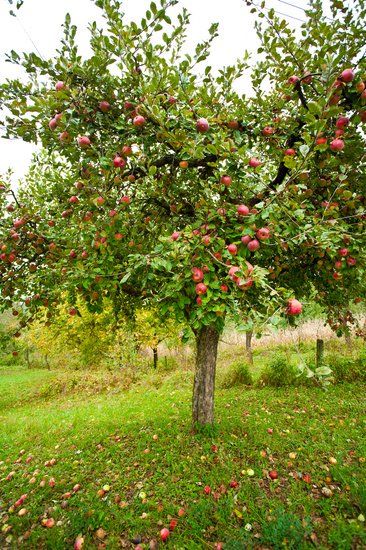 Harvest Pictures, Tree Of Life Images, Orchard Garden, Ideal World, Apple Trees, Children's Garden, Free Photographs, Apple Orchard, Apple Tree