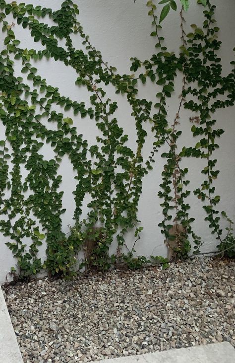 Type Of Plants, Wall Climbing Plants, Creepers Plants, Creeping Vines, Climber Plants, House Minimalist, Ivy Wall, Trellis Ideas, Growing Vines