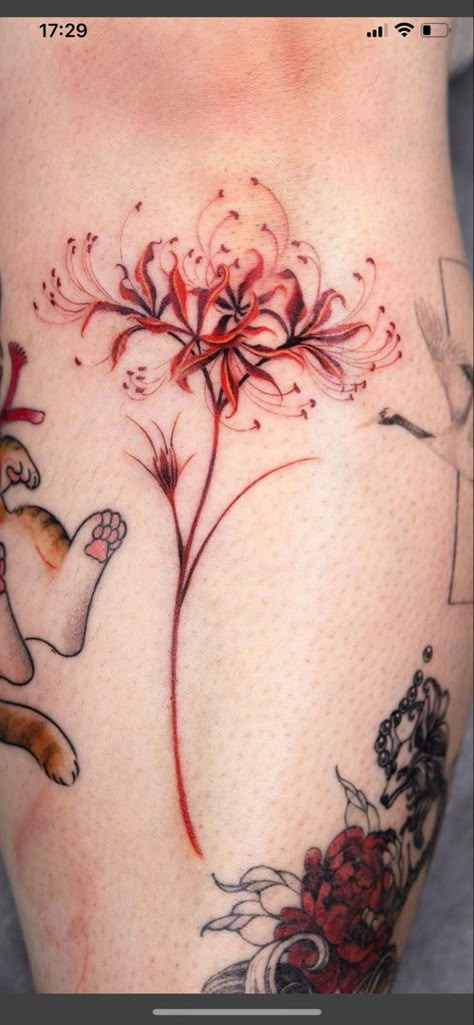 Red Spider Lily Tattoo Thigh, Spider Lily With Butterfly Tattoo, Red Japanese Flower Tattoo, Red Spider Lily Tattoo Leg, Red Spider Lily Flower Tattoo, Spider Lily And Butterfly Tattoo, Spider Lily Rib Tattoo, Spiderlili Tattoo Design, Japanese Spider Lily Tattoo Design