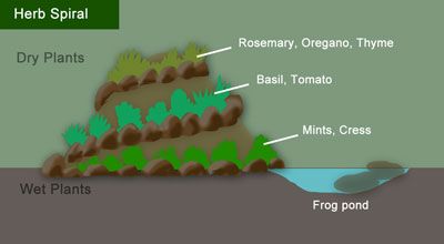 Garden With Pond, Herb Spiral, Spiral Garden, Herb Garden Planter, Garden Frogs, Vertical Garden Design, Garden Layout Vegetable, Types Of Herbs, Permaculture Gardening