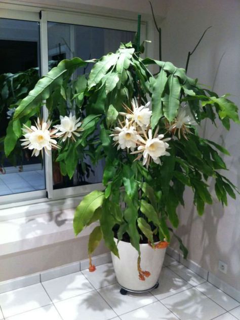 Epiphyllum oxypetalum- night blooming cereus Epiphyllum Oxypetalum, Indoor Cactus Plants, Night Blooming Flowers, Orchid Cactus, Blooming Cactus, Growing Orchids, Moon Garden, Plant Aesthetic, House Plants Indoor