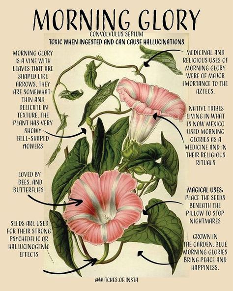 Witches of Instagram on Instagram: “Today's magickal plant is Morning Glory.⁠ ⁠ Although the morning glory is widely recognized where ever it grows, the plant lives under a…” Glory Poster, Symbole Viking, Magickal Herbs, Witch Herbs, Green Witchcraft, Magia Das Ervas, Plant Magic, Magic Herbs, Poisonous Plants