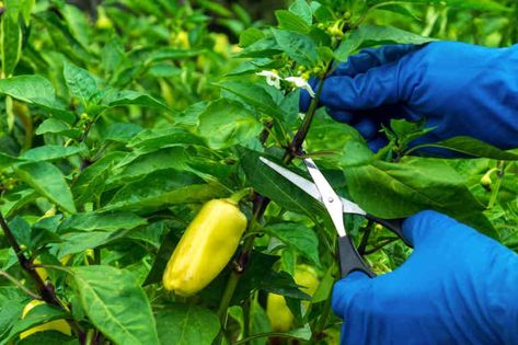 Get more sweet bells and spicy jalapenos with these must-know tips for pruning pepper plants. Jalapeno Plant, Pepper Companion Plants, Phlox Plant, Tomato Pruning, Backyard Food, Types Of Peppers, Gardening Trends, Lavender Plant, Peach Trees