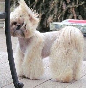 Shih Tzu Long Haircuts, Shitzu Poodle Mix, Corte Shitzu, Maltese Haircut, Shih Tzu Training, Brown Shih Tzu, Shih Tzu Breeders, Shih Tzu Haircuts, Perro Shih Tzu