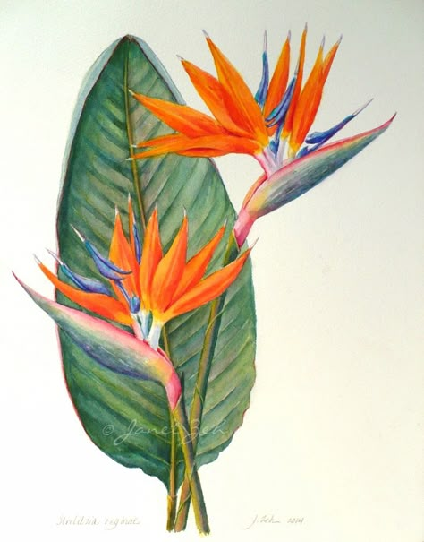 This painting of Bird of Paradise  is a commission for clients who live in Thailand. I wish I could grow this plant in my garden, but unfo... Bird Of Paradise Tattoo, Strelitzia Reginae, Birds Of Paradise Plant, Paradise Painting, Bird Of Paradise Flower, Bird Of Paradise Plant, Paradise Flowers, Birds Of Paradise Flower, Watercolor Art Paintings