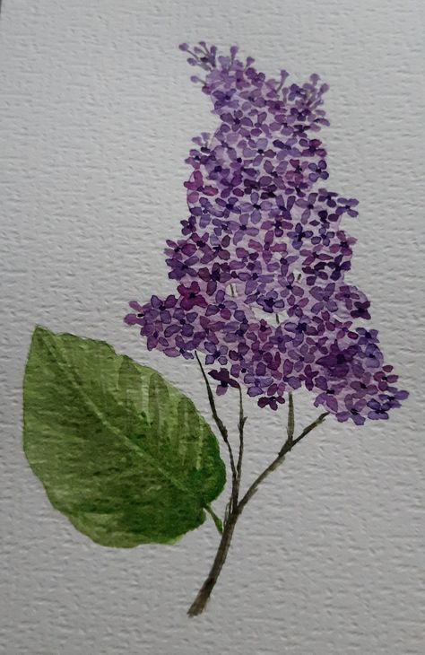 Watercolor lilac Lilacs Flowers Drawing, Lilac Drawing Easy, Washington Lilacs Drawing, Watercolor Lilacs Tutorial, Lilac Painting Easy, How To Paint Lilacs, Lilac Acrylic Painting, Lilac Watercolor Paintings, Lilacs Drawing