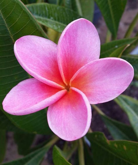 Just Pink. Citrus In Pots, Lokelani Rose, Flores Plumeria, Plumeria Alba, Pink Frangipani, Plumeria Tattoo, Zz Plants, Pink Plumeria, Orchid Photography