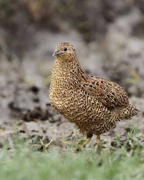 Brown Quail (Coturnix ypsilophora) 1/2 | Flickr - Chris.Kookaburra Button Quail, Modern Farming, Quail Hunting, Deer Hunting Tips, Quails, Pheasant Hunting, Backyard Chicken Coops, Bird Hunting, Most Beautiful Animals