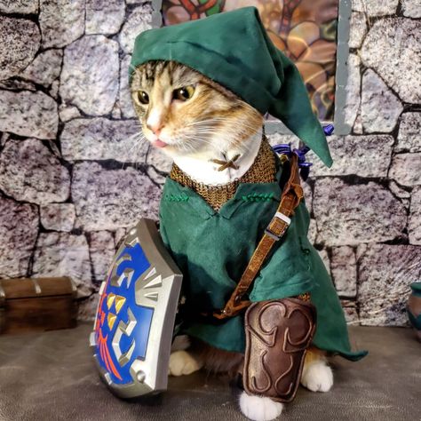 Zelda Funny, Cat Cosplay, Image Chat, Cat Model, Cat Costumes, Funny Cat Pictures, Silly Cats, Anime Cosplay, Cat Pics