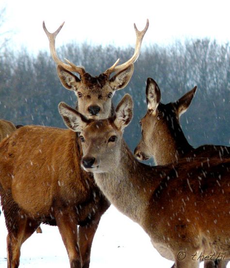 . Deer Couple, Deer Pictures, Deer Family, Animal Print Wallpaper, Animal Antics, Forest Creatures, Red Deer, Whitetail Deer, Fluffy Animals