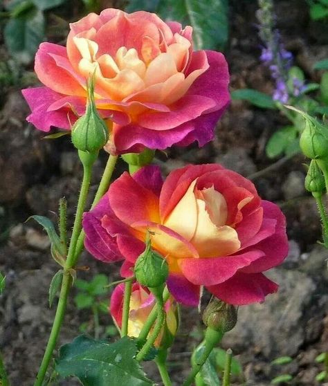 Roses Beautiful, Hybrid Tea Rose, Rose Seeds, Perennial Shrubs, Have Inspiration, Hybrid Tea Roses, Metal Storage, Beautiful Rose Flowers, Flowers Garden