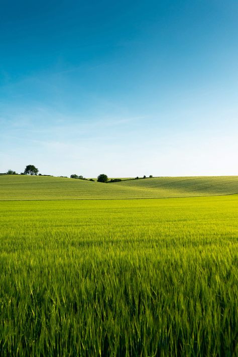 Beautiful Green Wheat Field Free Stock Photo | picjumbo Green Wheat Field, Green Wheat, Websites Templates, Best Nature Wallpapers, Beautiful Websites, Wheat Field, Wheat Fields, Photo Site, Airbrush Art