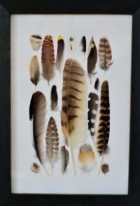 Framed Feathers, Elder Goth, Feather Ideas, Feather Collection, Feather Decor, Pheasant Feathers, Feather Crafts, Feather Art, Birdwatching