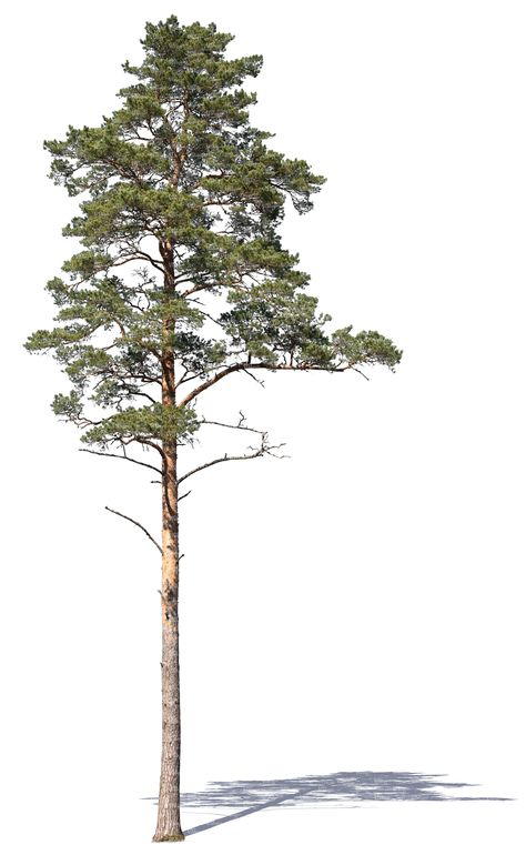 A cut out tall pine tree Tree Psd, Pine Tree Drawing, Tree Cut Out, Tree Photoshop, Pine Tree Art, Landscape Architecture Drawing, Tree Plan, Tree Sketches, Seni Dan Kraf