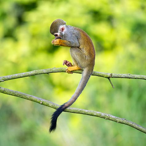 2,361 Squirrel Monkey Stock Photos, Pictures & Royalty-Free Images - iStock Types Of Monkeys, Squirrel Monkey, Rainforest Animals, Monkey Art, Animal Study, Pet Monkey, Baby Monkey, Wildlife Animals, Primates