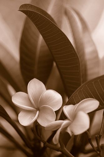 the touch, in sepia | couldn't resist posting it in sepia...… | Flickr Sepia Photography, Trendy Flowers, Floral Tapestry, White Image, Brown Aesthetic, Photography Pictures, Aesthetic Collage, Black And White Photographs, Art Plastique