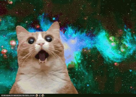 Cat Cats GIF - Cat Cats Lolcat - Discover & Share GIFs Trippy Cat, Gatos Cool, Galaxy Cat, Nyan Cat, Cat Photos, Cat Mouse, Space Cat, Funny Cat Videos, Crazy Cat Lady