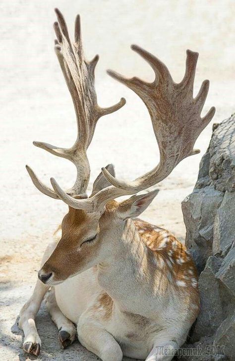 Animal Study, Interesting Animals, Majestic Animals, Pretty Animals, A Deer, On The Ground, Animal Photo, Nature Animals, 귀여운 동물