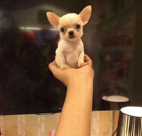 Chihuahua Cabeza De Manzana Super Calidad - $ 4,000.00 en Mercado Libre Teacup Chihuahua Puppies, Tea Cup Dogs, Teacup Chihuahua, Chihuahua Lover, Cute Chihuahua, Chihuahua Puppies, Chihuahua Dogs, Cartoon Dog, Family Pet