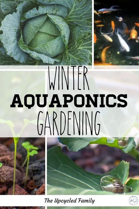 Aquaponics Setup, Greenhouse Winter, Backyard Homestead, Aquaponics Greenhouse, Backyard Aquaponics, Gardening Videos, Aquaponics Diy, Hydroponics Diy, Homegrown Food