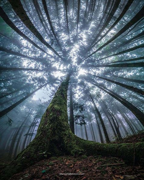 History Of Earth, Perspective Photography, Forest Photos, Perspective Drawing, Forest Floor, Different Perspectives, Magical Forest, New Perspective, How To Level Ground