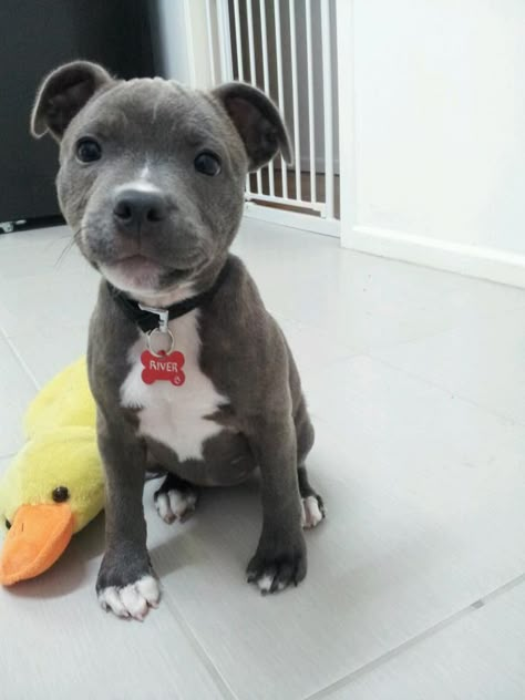 My son, Kelly, just showed me this picture. I can't believe it is real! What an adorable baby; he looks so much like Soli, our former foster son. Staffordshire Bull Terrier Puppies, Pit Bull Puppies, Staffordshire Terriers, Bull Terrier Puppy, Pitt Bull, Bulldog Francese, Pitbull Puppy, American Staffordshire Terrier, Border Terrier