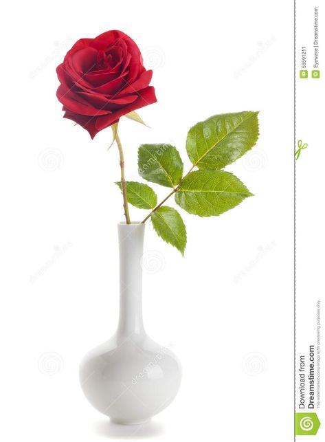 Photo about Single red rose in a vase isolated on white background. Image of isolated, flower, background - 55591211 Rose In A Vase, Single Red Rose, Flower Drawings, White Vase, Single Rose, Flower Background, White Vases, Red Rose, Garden Projects